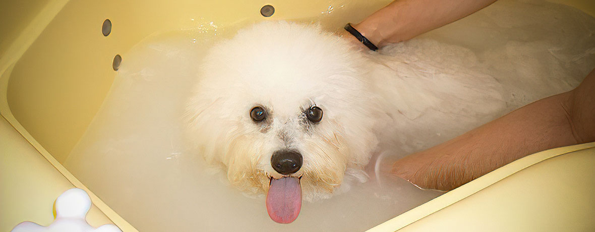 マイクロバブル(Micro Bubble)とは？ミクロの泡で毛穴の奥まで優しく洗うペットのお風呂です。